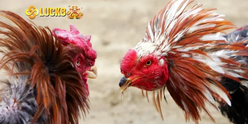 Đá gà Thomo hôm nay là gì mà lại có sức hút mãnh liệt đến vậy?