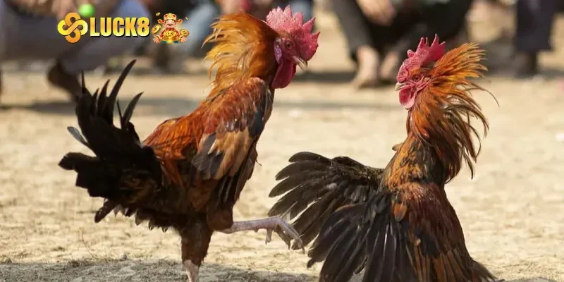 Những giống gà làm nên tên tuổi trong làng đá gà cựa sắt