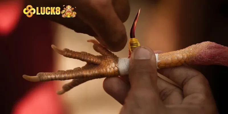 Tìm hiểu chung thế giới đá gà cựa sắt